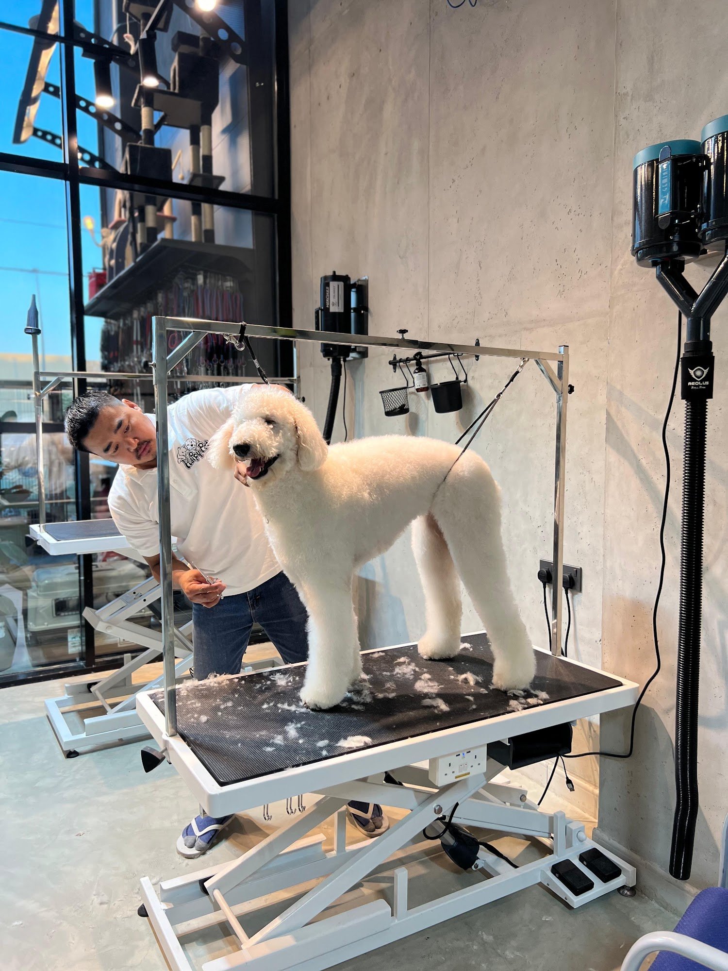 Dog grooming session